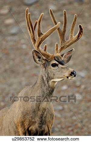 summer portrait mature majestic looking buck View Large Photo Image Stock Image - summer portrait mature majestic looking buck. Fotosearch