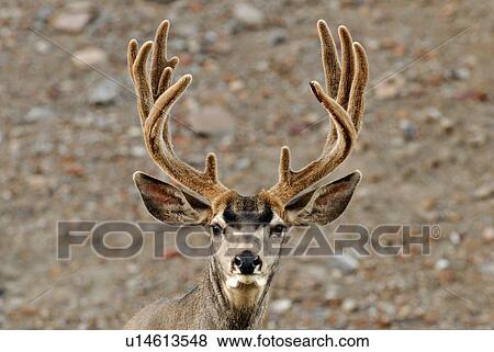 Stock Photo -  summer portrait mature majestic looking buck. Fotosearch