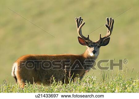 summer portrait mature majestic looking buck View Large Photo Image Stock Photo - summer portrait mature majestic looking buck. Fotosearch