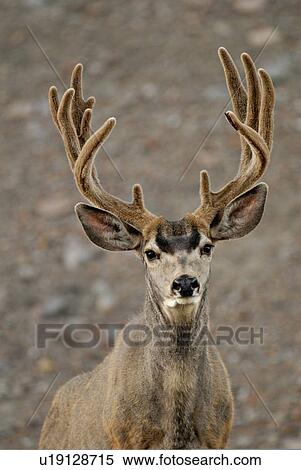 summer portrait mature majestic looking buck View Large Photo Image Stock Photography - summer portrait mature majestic looking buck . Fotosearch