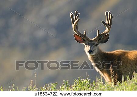summer portrait young buck mule deer standing View Large Photo Image Stock Image - summer portrait young buck mule deer standing . Fotosearch