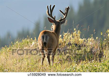 summer portrait young mule deer buck standing View Large Photo Image Stock Photo - summer portrait young mule deer buck standing . Fotosearch