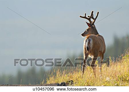 Stock Photograph -  summer sun mule deer buck standing hillside . Fotosearch