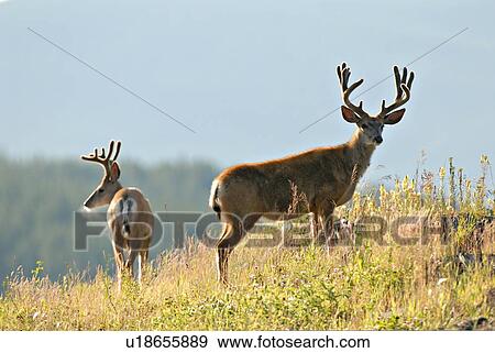 summer two mature majestic looking buck mule View Large Photo Image Stock Photo - summer two mature majestic looking buck mule . Fotosearch