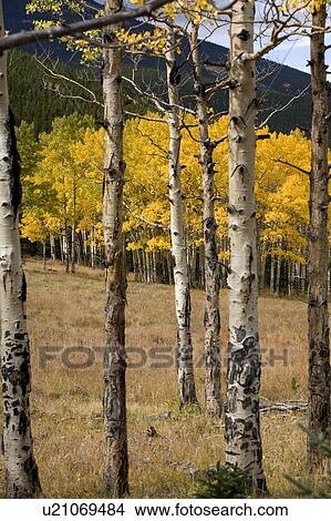 tree aspens colorado aspen softwood decidious View Large Photo Image Picture - tree aspens colorado aspen softwood decidious. Fotosearch
