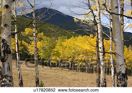 Stock Image -  tree aspens colorado aspen softwood decidious. Fotosearch