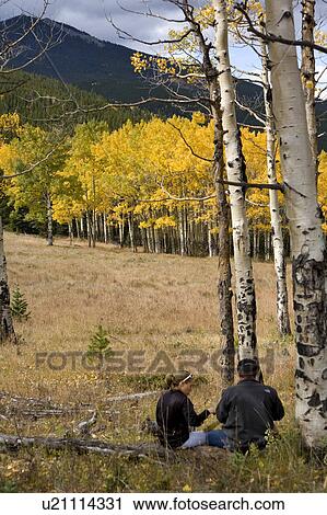 tree aspens colorado aspen softwood decidious View Large Photo Image Stock Image - tree aspens colorado aspen softwood decidious. Fotosearch