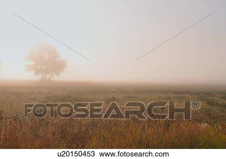 Stock Image -  tree beauty art horozontal landscape misty lone. Fotosearch