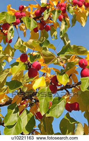 Stock Image -  tree fruit close up image branch full wild apple. Fotosearch