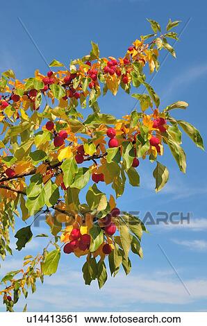 tree fruit close up image branches full wild View Large Photo Image Stock Image - tree fruit close up image branches full wild . Fotosearch