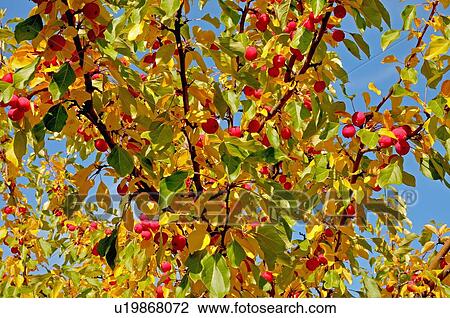 Stock Image -  tree fruit close up image looking through full. Fotosearch