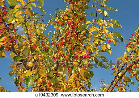 Stock Photo -  tree fruit close up image looking through full. Fotosearch