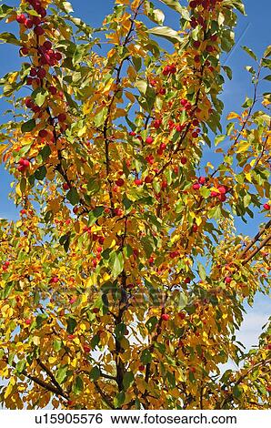 Stock Photograph -  tree fruit full wild apple in fall color ready. Fotosearch