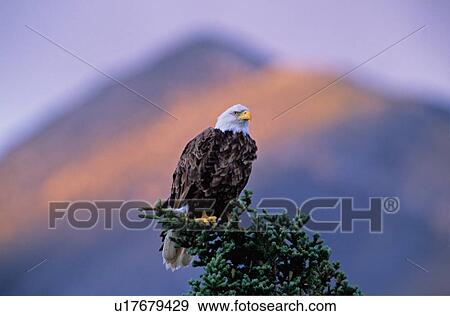 Stock Photo -  tree icon horozontal image bald eagle sitting. Fotosearch