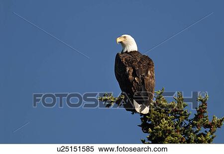 tree icon horozontal image bald eagle sitting View Large Photo Image Stock Photography - tree icon horozontal image bald eagle sitting. Fotosearch