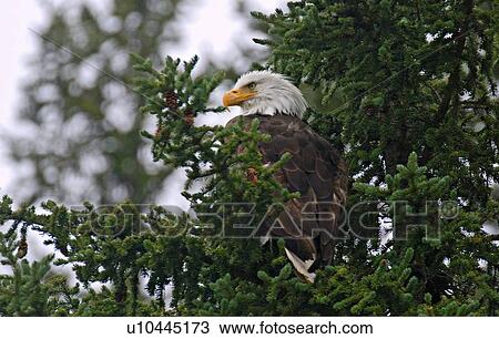 tree icon vertical image bald eagle View Large Photo Image Stock Image - tree icon vertical image bald eagle . Fotosearch