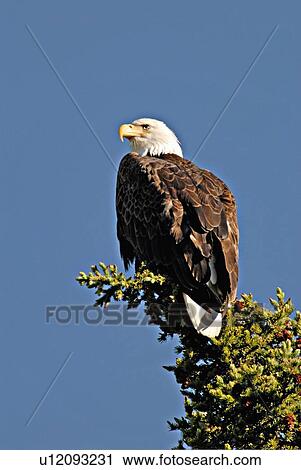 tree icon vertical image bald eagle sitting View Large Photo Image Stock Image - tree icon vertical image bald eagle sitting . Fotosearch