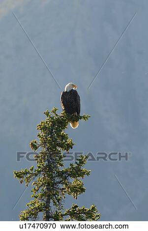 tree icon vertical image bald eagle sitting View Large Photo Image Stock Image - tree icon vertical image bald eagle sitting . Fotosearch