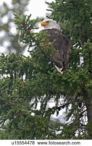 tree icon vertical image bald eagle sitting View Large Photo Image Stock Photo - tree icon vertical image bald eagle sitting . Fotosearch