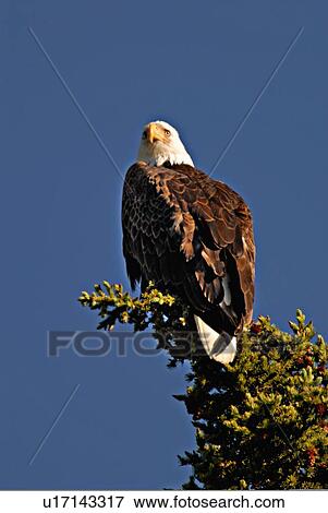 tree icon vertical image bald eagle sitting View Large Photo Image Stock Photo - tree icon vertical image bald eagle sitting . Fotosearch