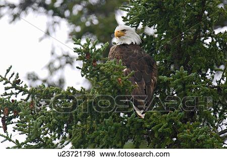 tree icon vertical image bald eagle sitting View Large Photo Image Stock Photo - tree icon vertical image bald eagle sitting . Fotosearch