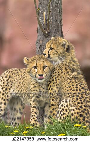 tree nature cheetah cubs teenagers toronto zoo View Large Photo Image Stock Photo - tree nature cheetah cubs teenagers toronto zoo. Fotosearch