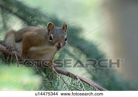 tree nature cute red squirrel branch looking View Large Photo Image Picture - tree nature cute red squirrel branch looking. Fotosearch