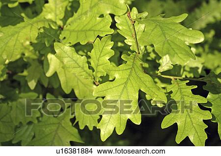 Picture -  tree nature plants green greenish shining botany. Fotosearch