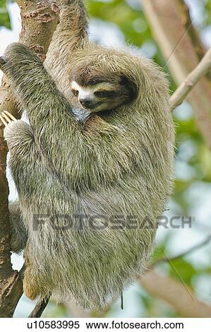 tree nature sloth hanging in maribu caribe limon View Large Photo Image Stock Photography - tree nature sloth hanging in maribu caribe limon. Fotosearch