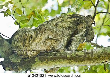 tree nature two sloth mating in aviarios del View Large Photo Image Stock Image - tree nature two sloth mating in aviarios del. Fotosearch