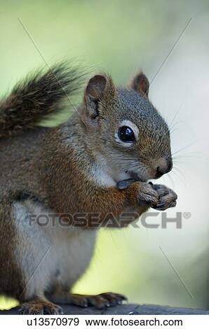 tree nature vertical close up image red squirrel View Large Photo Image Stock Photo - tree nature vertical close up image red squirrel. Fotosearch