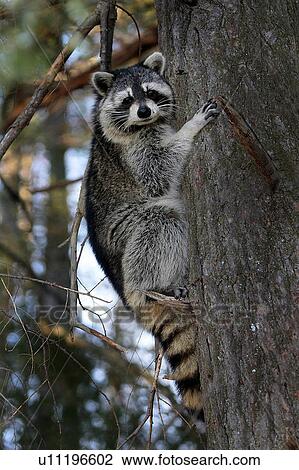 tree raccoon in great smoky mountains national View Large Photo Image Stock Image - tree raccoon in great smoky mountains national. Fotosearch