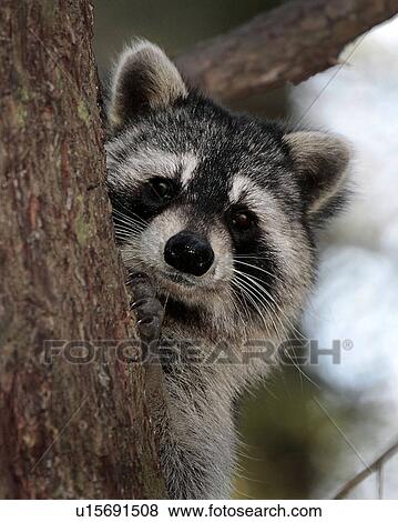 Stock Photo -  tree raccoon in great smoky mountains national. Fotosearch