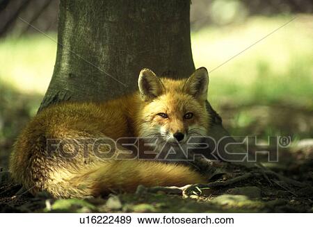 Stock Photo -  tree red fox vulpes under west virginia usa . Fotosearch