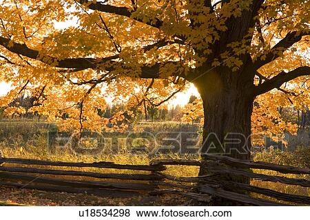 tree sugar maple grand isle green mountain state View Large Photo Image Stock Photo - tree sugar maple grand isle green mountain state. Fotosearch