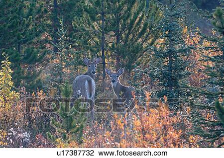two young whitetail buck deer looking back trees View Large Photo Image Stock Image - two young whitetail buck deer looking back trees. Fotosearch