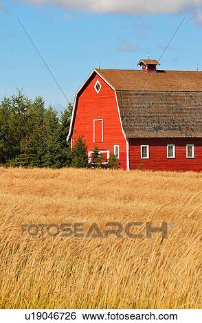 Stock Photograph -  vertical farm scenic red barn and field golden. Fotosearch