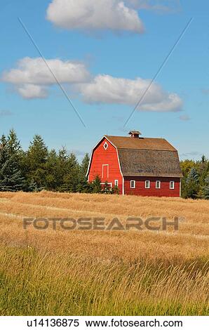 vertical farm scenic red barn and field wheat View Large Photo Image Stock Photography - vertical farm scenic red barn and field wheat. Fotosearch
