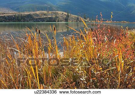 Stock Photograph -  water autumn scenic reeds wild grasses talbot . Fotosearch