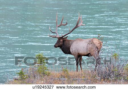 water big bull elk standing river looking around View Large Photo Image Stock Photo - water big bull elk standing river looking around. Fotosearch