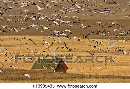 water huge flock snow geese in fall migration View Large Photo Image Stock Photography - water huge flock snow geese in fall migration. Fotosearch