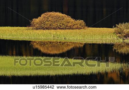 Stock Image -  water in autumn bushes changing color leaves. Fotosearch