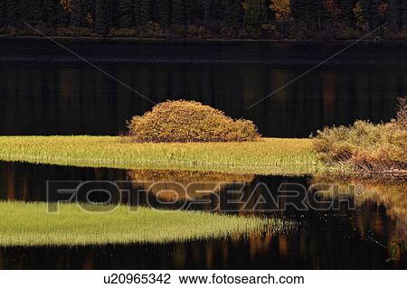 Stock Image -  water in autumn bushes changing color leaves. Fotosearch