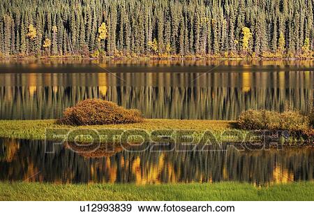 Stock Photo -  water in autumn bushes changing color leaves. Fotosearch