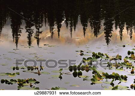 water lilly leaves reflection lodgepole pines View Large Photo Image Stock Image - water lilly leaves reflection lodgepole pines. Fotosearch