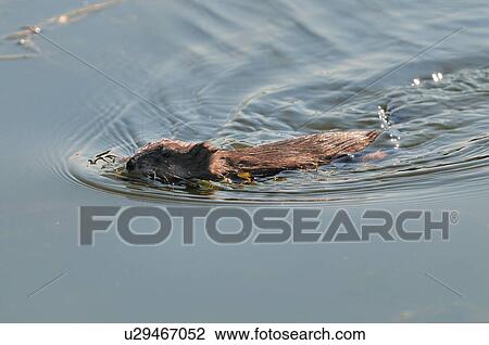 Stock Image -  water nature wild muskrat swimming in marshy. Fotosearch
