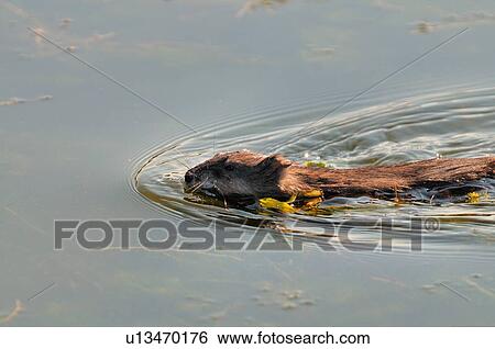 water nature wild muskrat swimming in marshy View Large Photo Image Stock Photograph - water nature wild muskrat swimming in marshy. Fotosearch