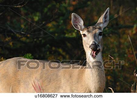 whitetail doe deer mouth open chewing some grass View Large Photo Image Stock Photo - whitetail doe deer mouth open chewing some grass. Fotosearch