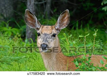 Stock Image -  wild mule deer doe portrait head looking camera. Fotosearch