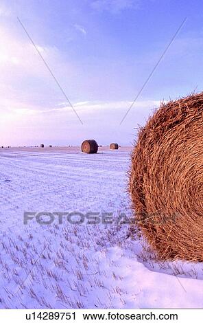 Stock Image -  winter vertical scenic snow covered farm field. Fotosearch